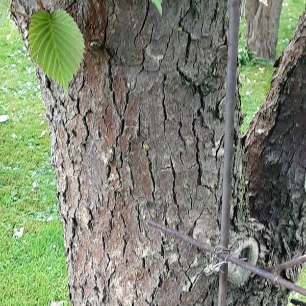 Davidia involucrata Rusca