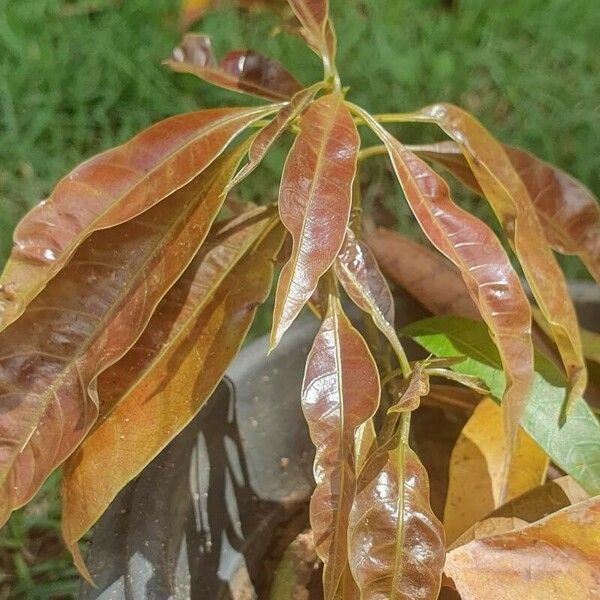 Mangifera indica Leaf