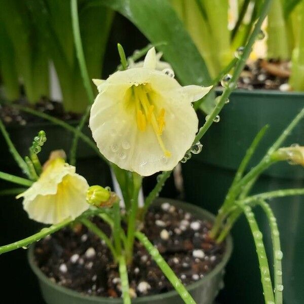 Narcissus bulbocodium Blüte