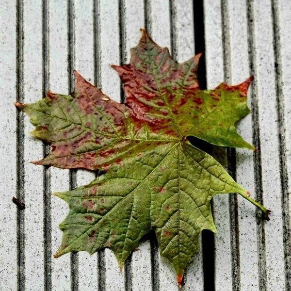 Acer saccharum Leaf