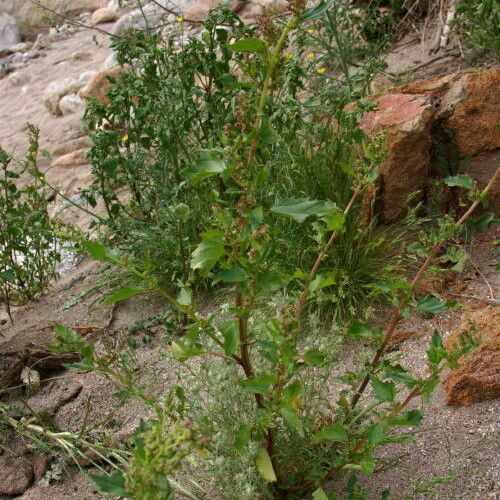 Chenopodium berlandieri Hábito