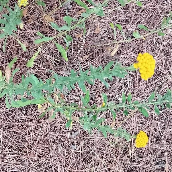 Achillea ageratum 葉