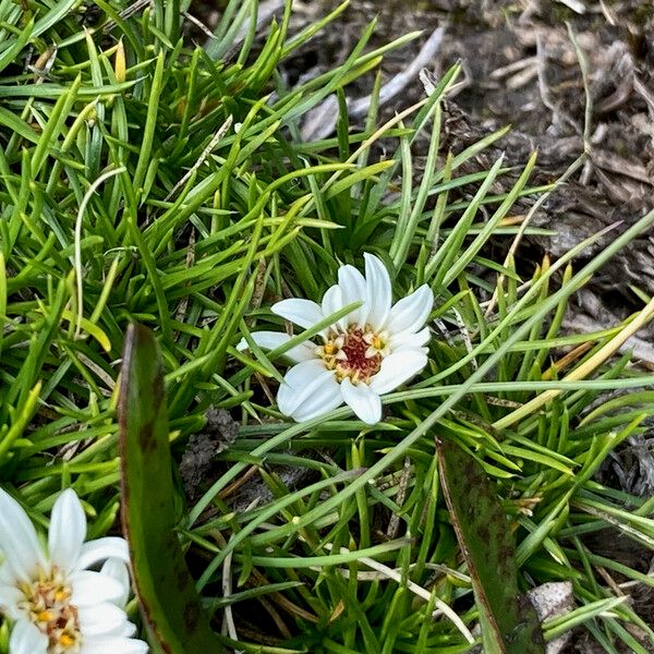 Werneria caespitosa 花