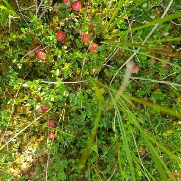 Vaccinium oxycoccos ᱡᱚ