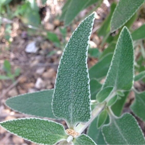 Phlomis purpurea Blatt