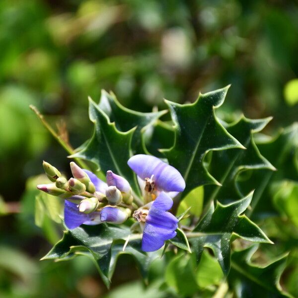 Acanthus ilicifolius Flor