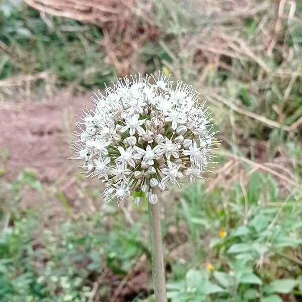 Allium cepa Flor