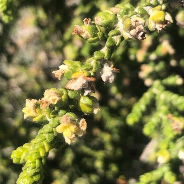 Thymelaea hirsuta Blomma