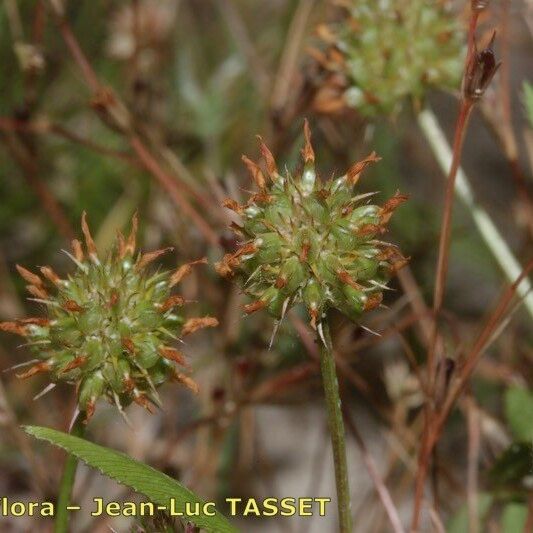 Trifolium strictum Vaisius