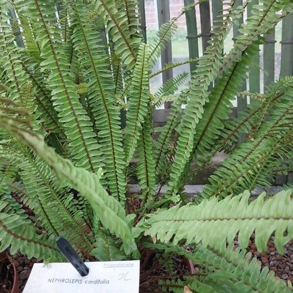 Nephrolepis cordifolia Blad