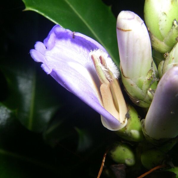 Acanthus ilicifolius Flower