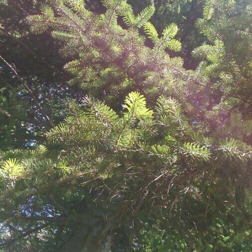 Abies cephalonica Leaf