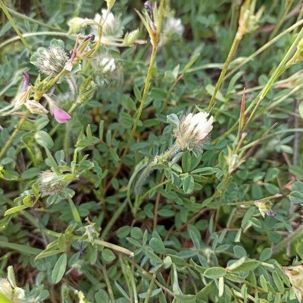 Trifolium cherleri Flower