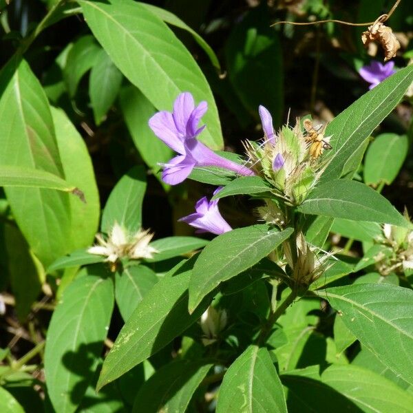 Barleria cristata Flower