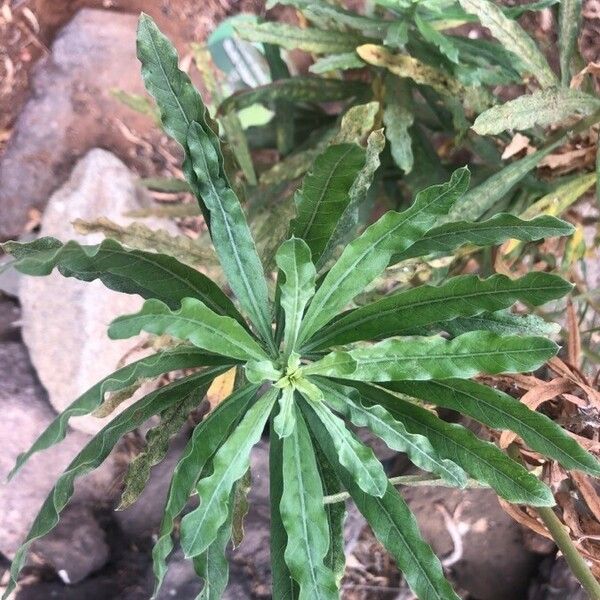 Carlina salicifolia Лист