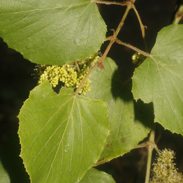 Vitis tiliifolia Levél