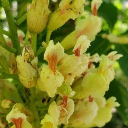Aesculus glabra Flor