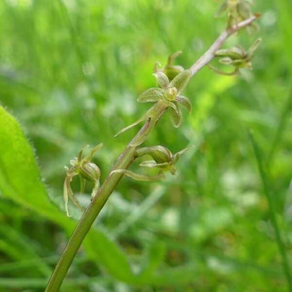 Neottia cordata Цвят