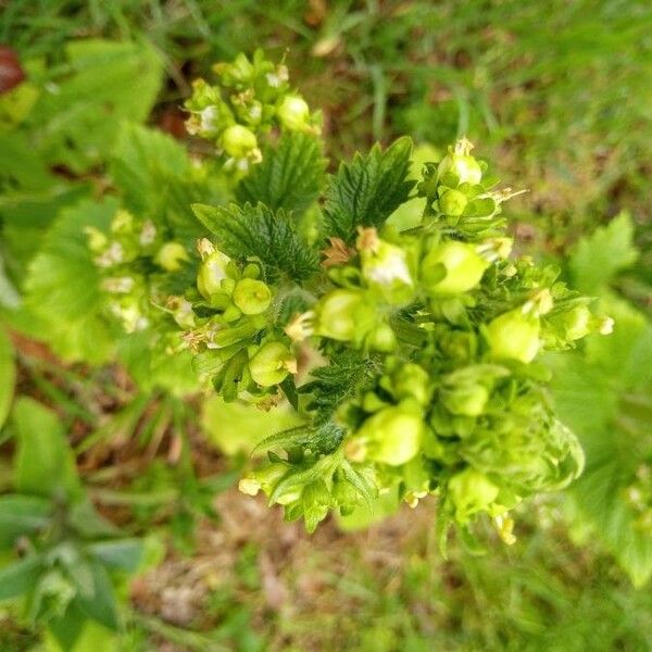 Scrophularia vernalis Flor