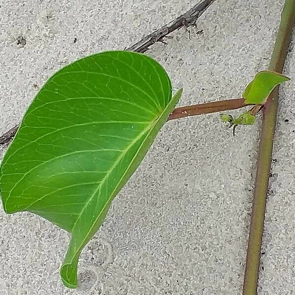 Ipomoea pes-caprae Leaf