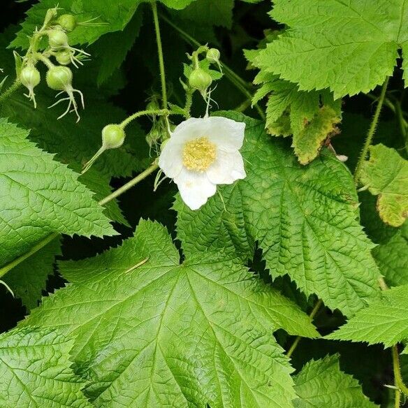 Rubus parviflorus Flor