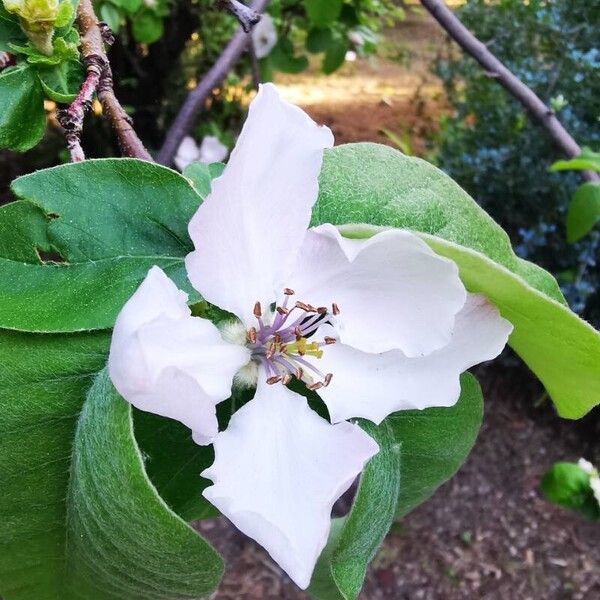 Cydonia oblonga Flor