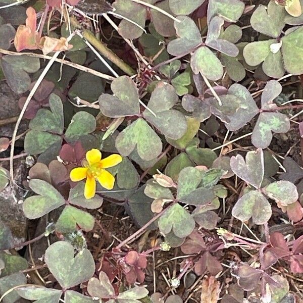 Oxalis corniculata Цветок