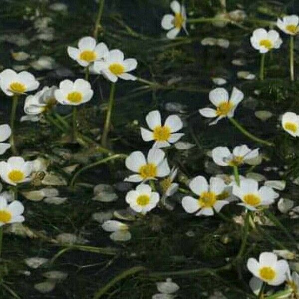 Ranunculus fluitans Flor