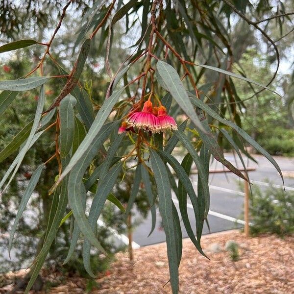 Eucalyptus torquata Λουλούδι