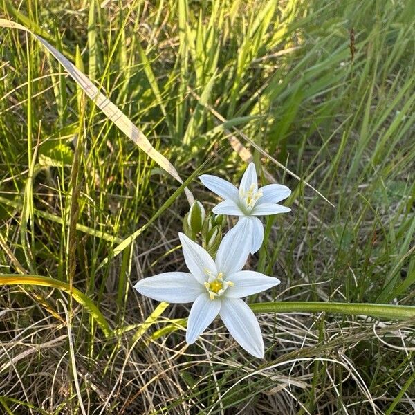 Ornithogalum orthophyllum Flors