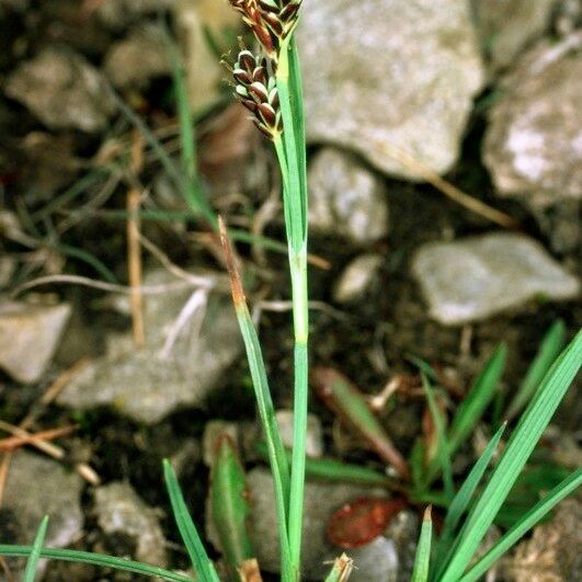 Carex bicolor 形态