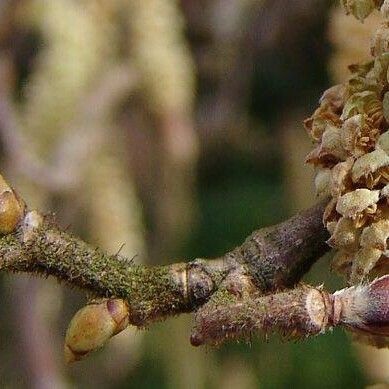 Corylus colurna 叶