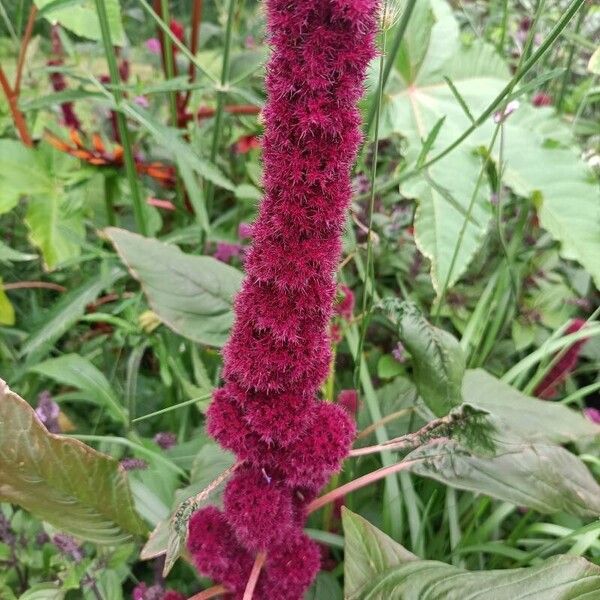 Amaranthus hypochondriacus Квітка