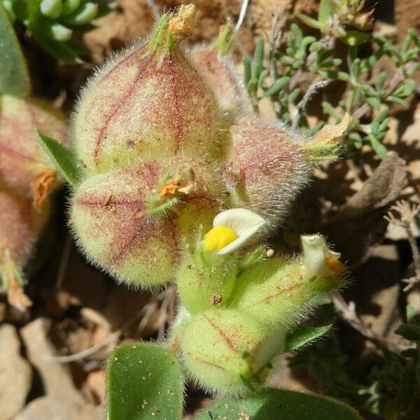 Tripodion tetraphyllum 果実