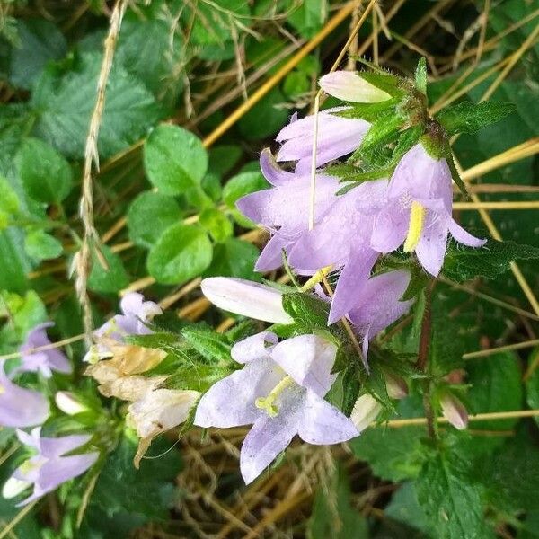 Campanula trachelium फूल