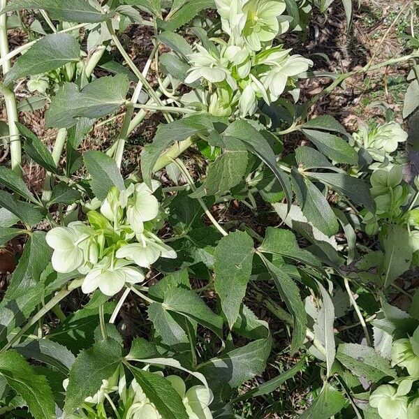 Helleborus argutifolius 整株植物