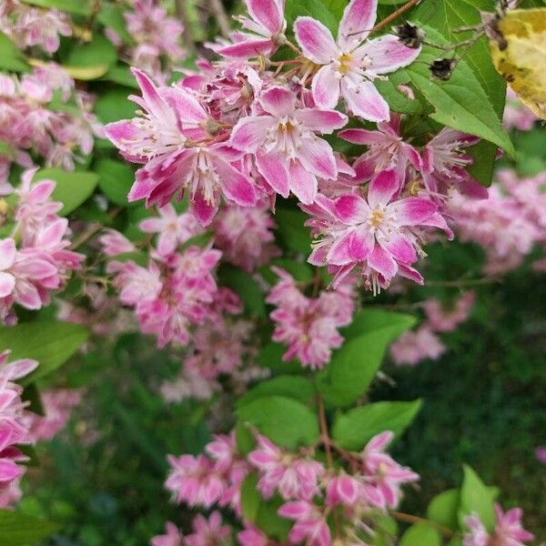 Deutzia crenata പുഷ്പം