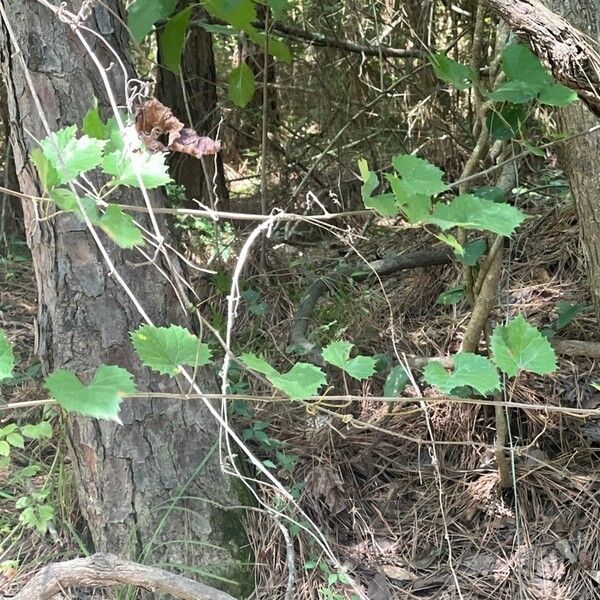 Vitis rotundifolia ഇല