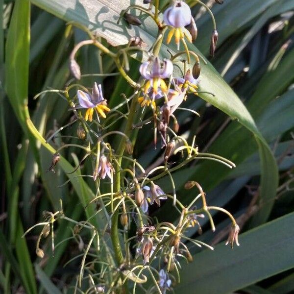 Dianella caerulea Žiedas