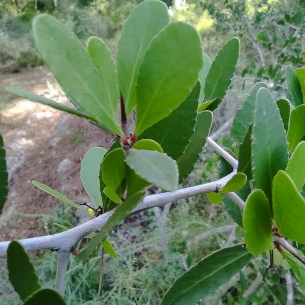 Gymnosporia senegalensis List