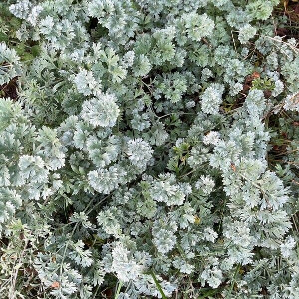 Artemisia stelleriana Liść