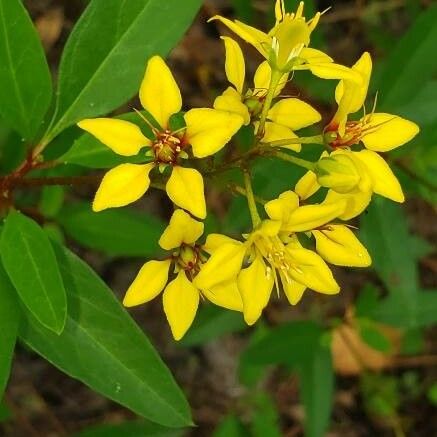 Galphimia glauca Blomma