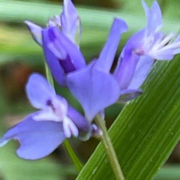 Polygala serpyllifolia 花