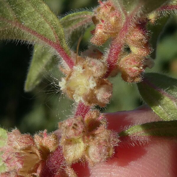 Parietaria judaica Blomst