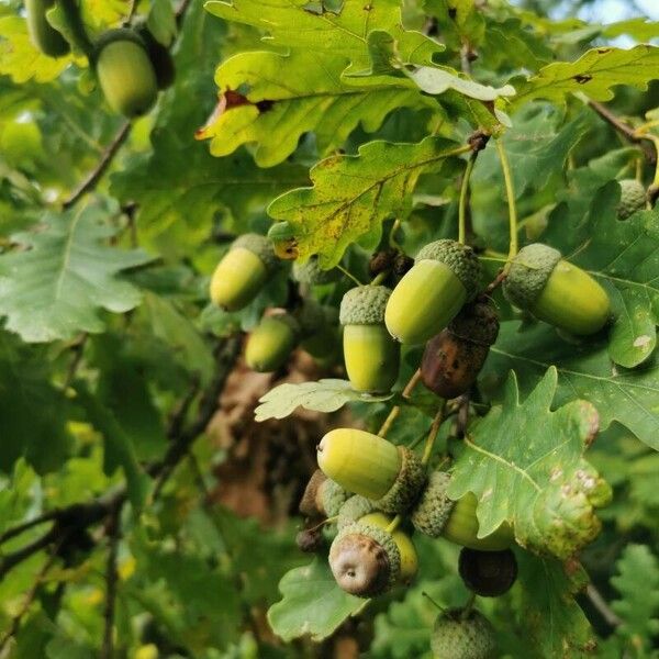 Quercus robur Fruto