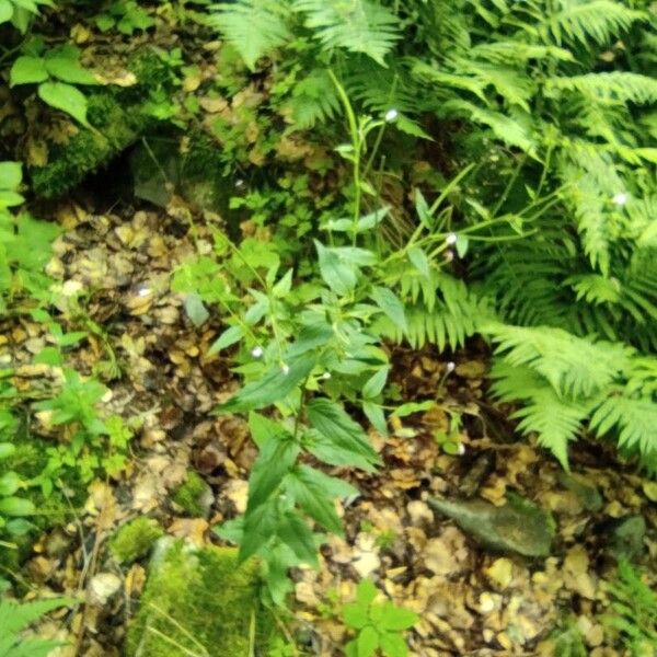 Epilobium montanum Vekstform