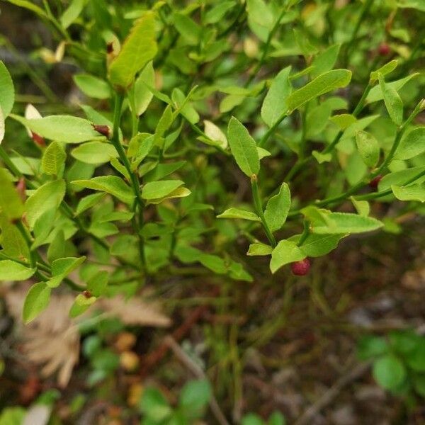 Vaccinium cespitosum Fuelha