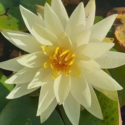 Nymphaea lotus Floare