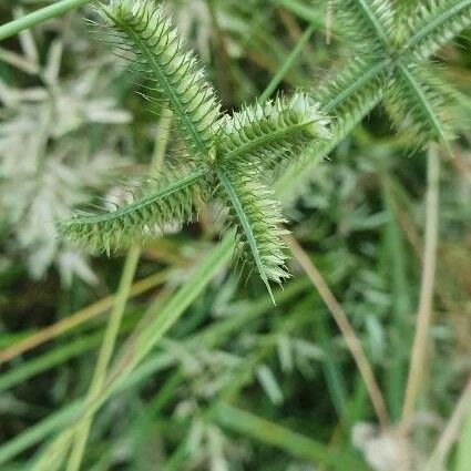 Dactyloctenium aegyptium Virág