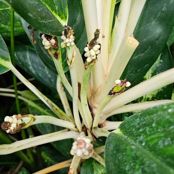 Dieffenbachia oerstedii Alkat (teljes növény)